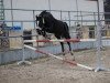 dressage horse Sonus F (Westphalian, 2009, from Sacre Coeur)