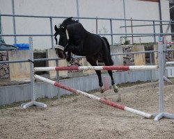 dressage horse Sonus F (Westphalian, 2009, from Sacre Coeur)