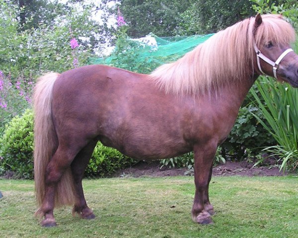 Zuchtstute Ineke van de Optimist (Shetland Pony, 1991, von Bartje van de Berkenhof)