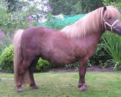 broodmare Ineke van de Optimist (Shetland Pony, 1991, from Bartje van de Berkenhof)