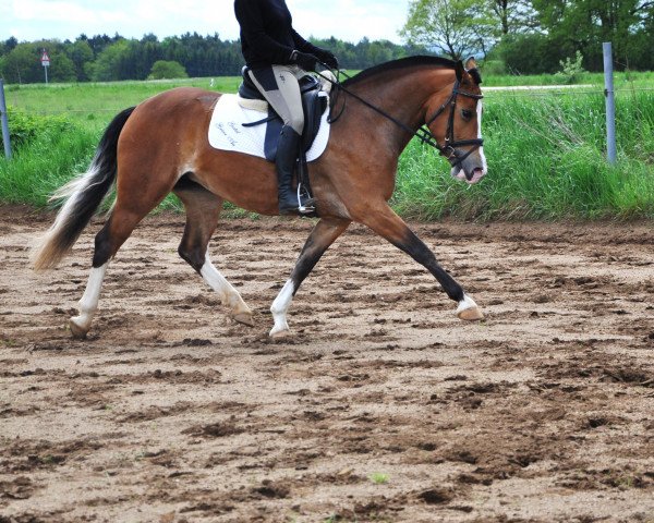 Pferd Cariza von der Grünen Au (Freiberger, 2013, von Hiro CH)