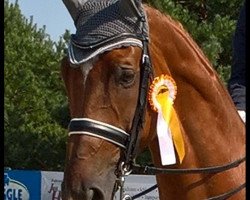 dressage horse Roger Rabbit 42 (Westfale, 2007, from Rooney)