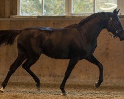 jumper Koring's Diacontina G (Hanoverian, 2014, from Diacontinus)