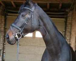 dressage horse Rapunzel 212 (Westphalian, 2012, from Rocky Lee)