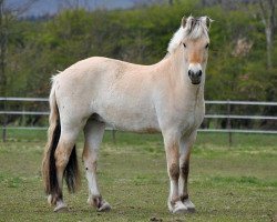 Pferd Bub (Fjordpferd, 2014, von Bjarne)