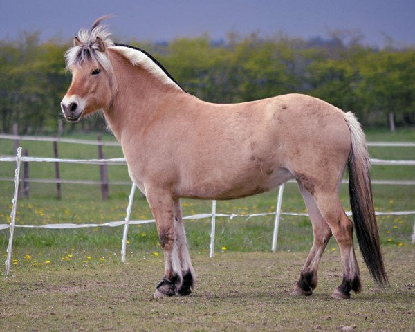 Zuchtstute Kvirlo's Marie (Fjordpferd, 2012, von Kvirlo)