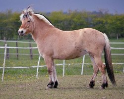 broodmare Kvirlo's Marie (Fjord Horse, 2012, from Kvirlo)