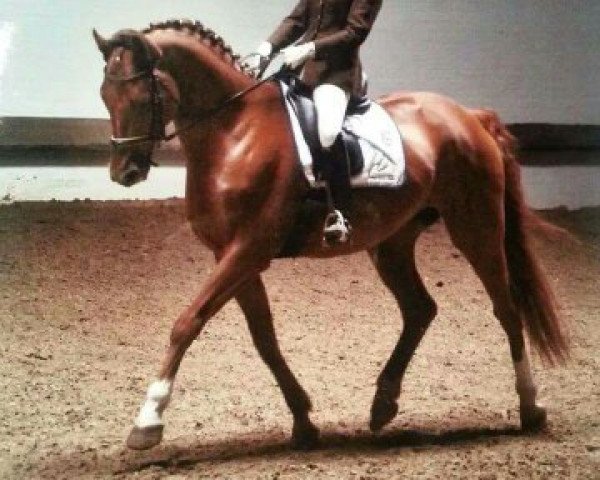 dressage horse Remember me now (Hanoverian, 2004, from Rosario)