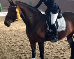 dressage horse Sunny Lady 11 (Oldenburg, 2009, from Spielberg)