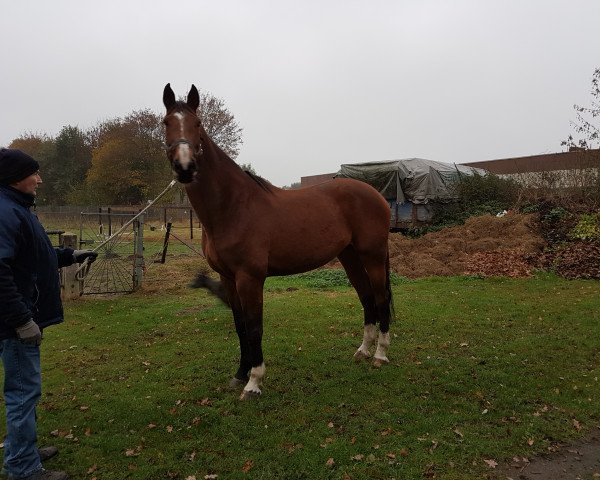 broodmare R-Chilina (Oldenburg, 2006, from Chacco-Blue)