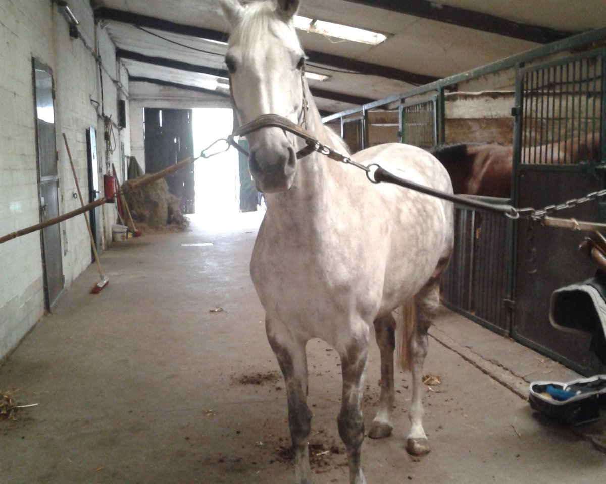 Zuchtstute Wellness Bravour (KWPN (Niederländisches Warmblut), 2003, von Royal Bravour)
