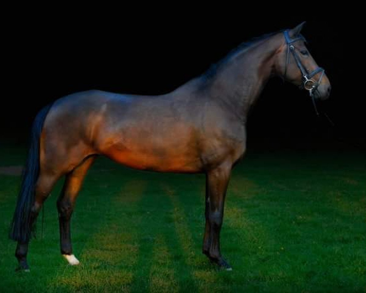 Zuchtstute Pretty (Westfale, 2000, von Potsdam)