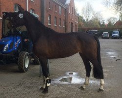 broodmare Coco Giselle Ct (Holsteiner, 2014, from Calinello)