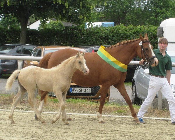 Zuchtstute Chantal (Deutsches Reitpony,  , von Champion de Luxe)