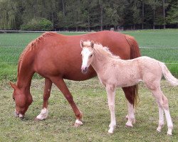 horse Jaqueline (Deutsches Reitpony, from Diamond Touch NRW)