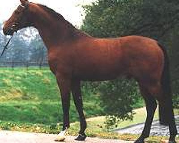 Deckhengst Itens (Koninklijk Warmbloed Paardenstamboek Nederland (KWPN), 1990, von Mytens xx)