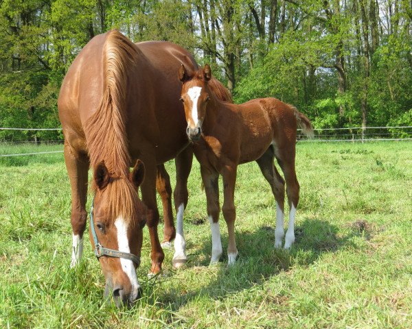 Zuchtstute Dschjamilla MM (Deutsches Reitpony, 1997, von Molenhorn's Pasja)