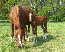 broodmare Dschjamilla MM (German Riding Pony, 1997, from Molenhorn's Pasja)