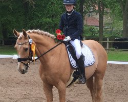 dressage horse Westminster 72 (Oldenburg, 2008, from Win the Gold GF)