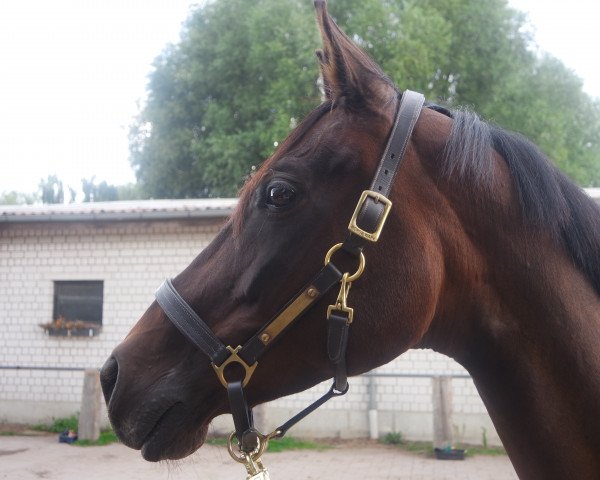 horse Shavanna P (Trakehner, 1998, from Napoleon Quatre)