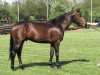 stallion Haydn (KWPN (Royal Dutch Sporthorse), 1989, from Mytens xx)