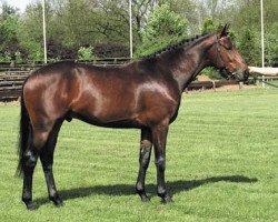 stallion Haydn (KWPN (Royal Dutch Sporthorse), 1989, from Mytens xx)