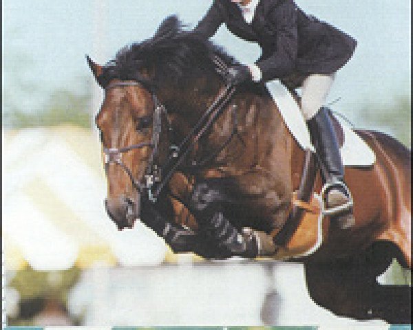 Deckhengst Hamar (Koninklijk Warmbloed Paardenstamboek Nederland (KWPN), 1989, von Mytens xx)
