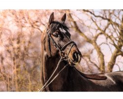 jumper Perth 8 (Hanoverian, 2009, from Perigueux)