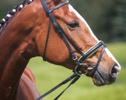 horse Condelara (Mecklenburg, 2008, from Condelaro)