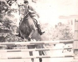 broodmare Titina (Great Poland (wielkopolska), 1977, from Kantor)