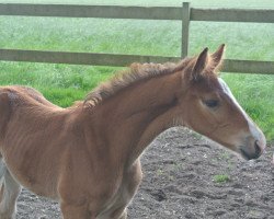 Pferd Kanea Aranka RG (KWPN (Niederländisches Warmblut), 2015, von Numero Uno)