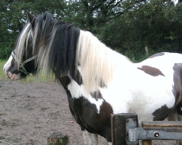 horse Percy (Tinker / Irish Cob / Gypsy Vanner,  , from Pongo of Source Valley)