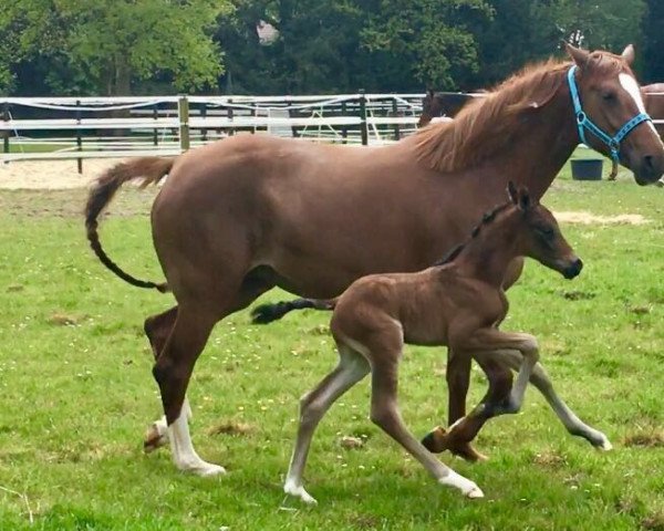 Dressurpferd A new Champion M (Deutsches Reitpony, 2017, von A kind of Magic 5)