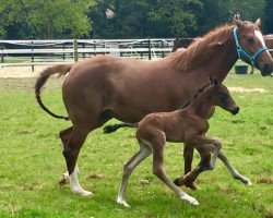 dressage horse A new Champion M (German Riding Pony, 2017, from A kind of Magic 5)