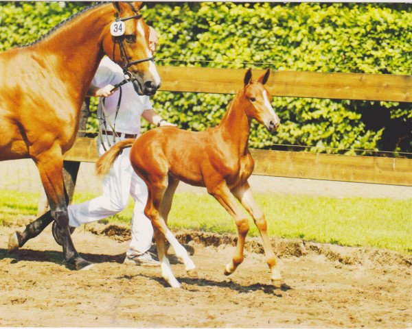 Springpferd Cassai RG (KWPN (Niederländisches Warmblut), 2007, von Silverstone)