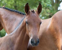 Pferd Joinville RG (KWPN (Niederländisches Warmblut), 2014, von Numero Uno)