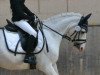 dressage horse Pegasus aus Busdorf (unknown, 2000)