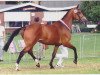 Zuchtstute Laranka (Koninklijk Warmbloed Paardenstamboek Nederland (KWPN), 1993, von Amethist)