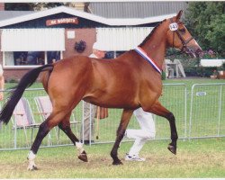 Pferd Laranka (KWPN (Niederländisches Warmblut), 1993, von Amethist)