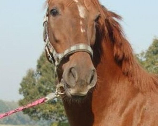 broodmare Goethes Gretchen (Rhinelander, 2001, from Goethe)