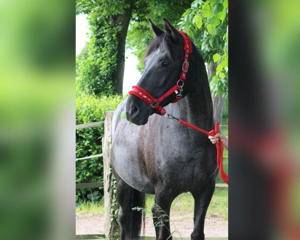 broodmare Deborra (German Riding Pony, 2000, from Diplomat)