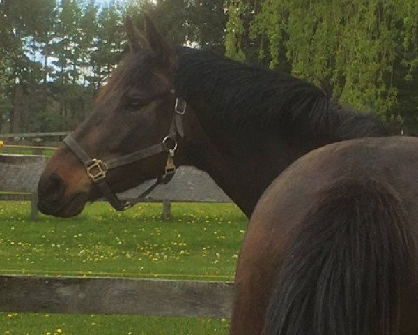 broodmare Never Ending Story (Canadian Warmblood, 2014, from Lando DP)