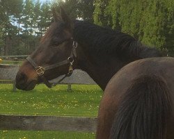 broodmare Never Ending Story (Canadian Warmblood, 2014, from Lando DP)