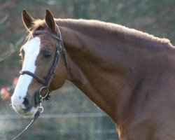 jumper Zowitto (KWPN (Royal Dutch Sporthorse), 2004, from Heartbreaker)