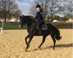 jumper Good Grace (Hanoverian, 2012, from Graf Galen)