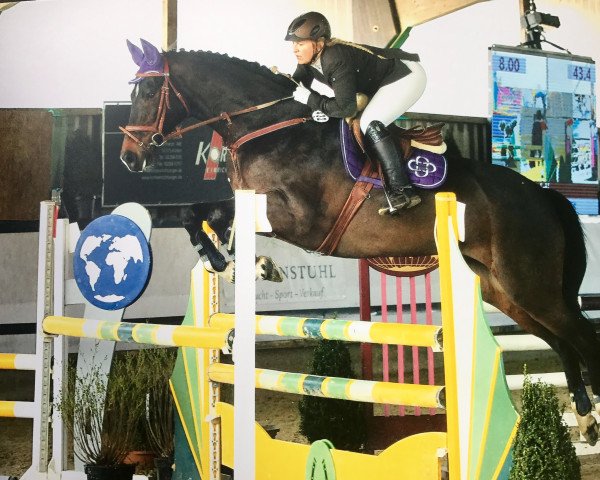 horse Wilson Gonzales (German Warmblood, 2005, from Witbooi)