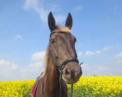 dressage horse Padua 104 (Alt-Oldenburger / Ostfriesen, 2008, from Emsgraf)