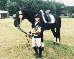 dressage horse Danny de Luca (Westphalian, 2001, from Danny de Vito 2)