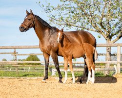 dressage horse Olaf (German Warmblood, 2021, from Valentino Rossi)