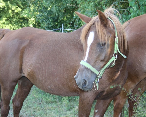 horse Wahira El Samawi (Arabian thoroughbred, 1994, from Mesoud ox)